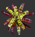 Neoregelia 'Guacamole' bromeliad seen from above, lime green leaves banded with dark red