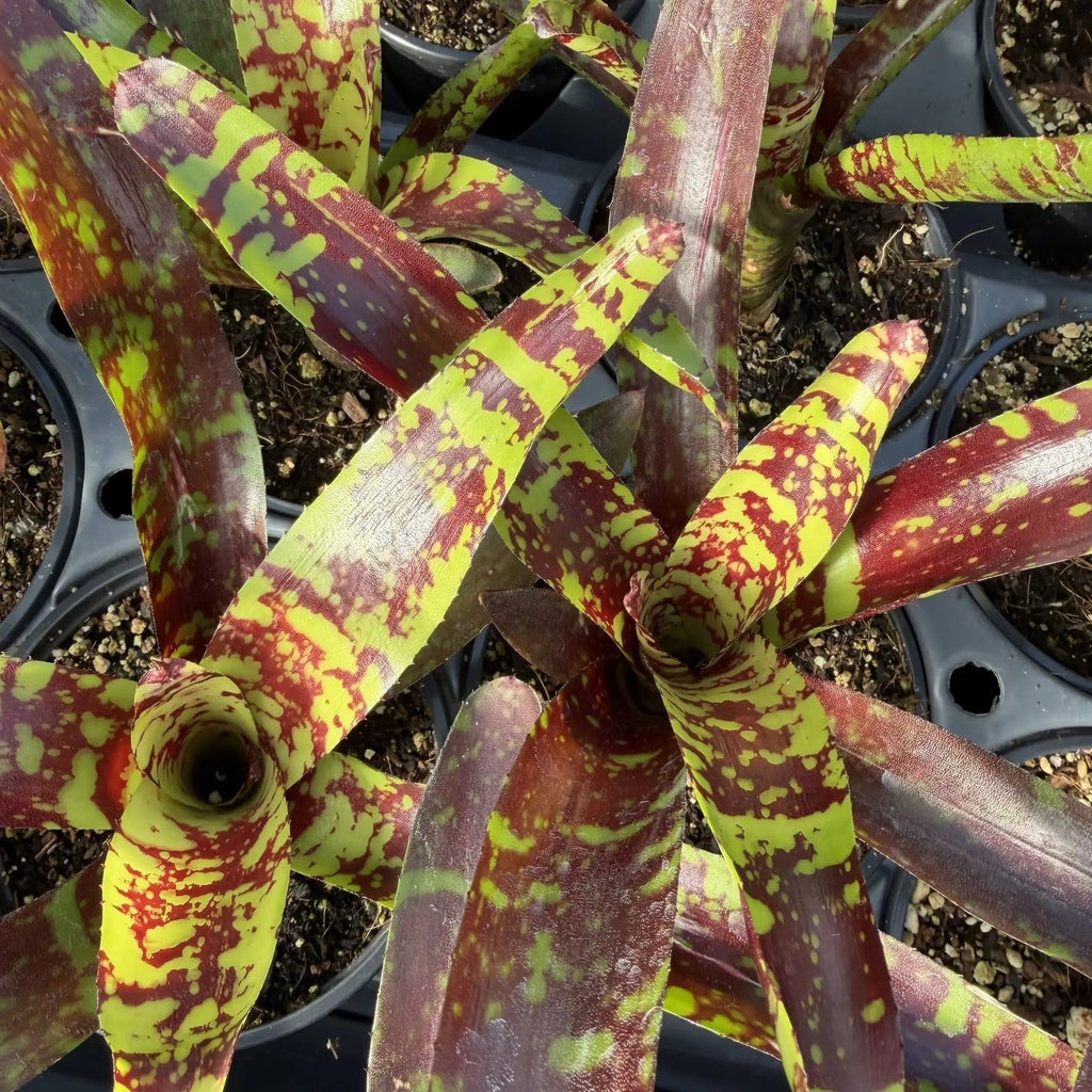 Several Neoregelia 'Guacamole' bromeliads in nursery pots