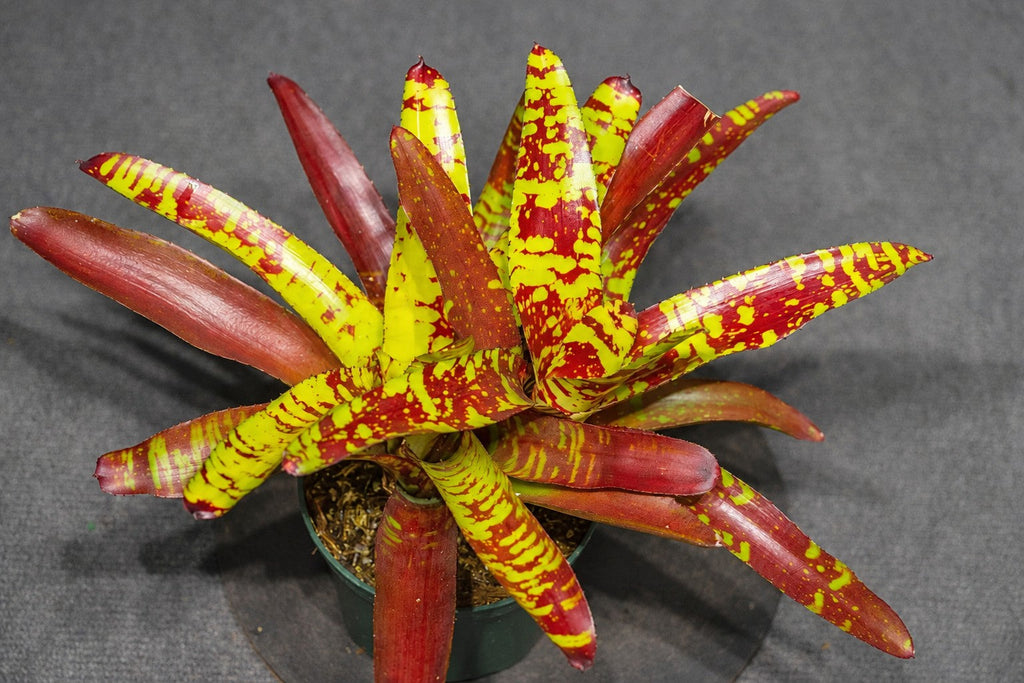 Neoregelia 'Guacamole' bromeliad in a pot, yellow-green leaves with red spots and bands