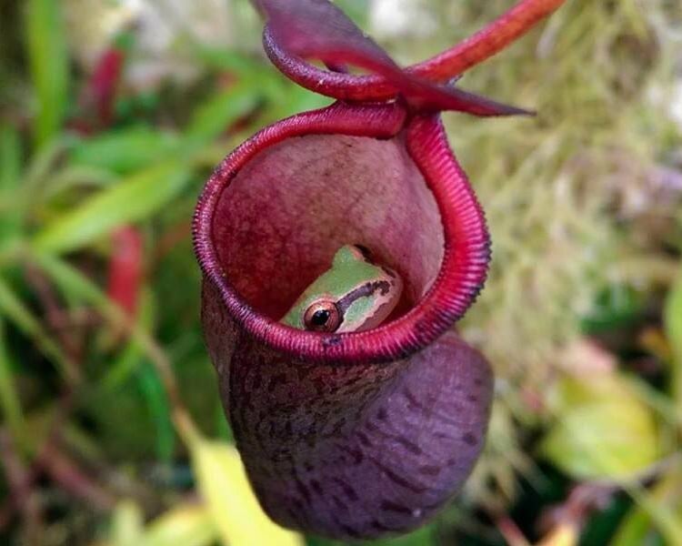 Frog lodger: A small frog sheltering inside a pitcher.