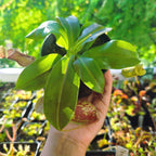 Nepenthes 'Gaya' tropical pitcher plant seen from above, glossy green leaves in the greenhouse