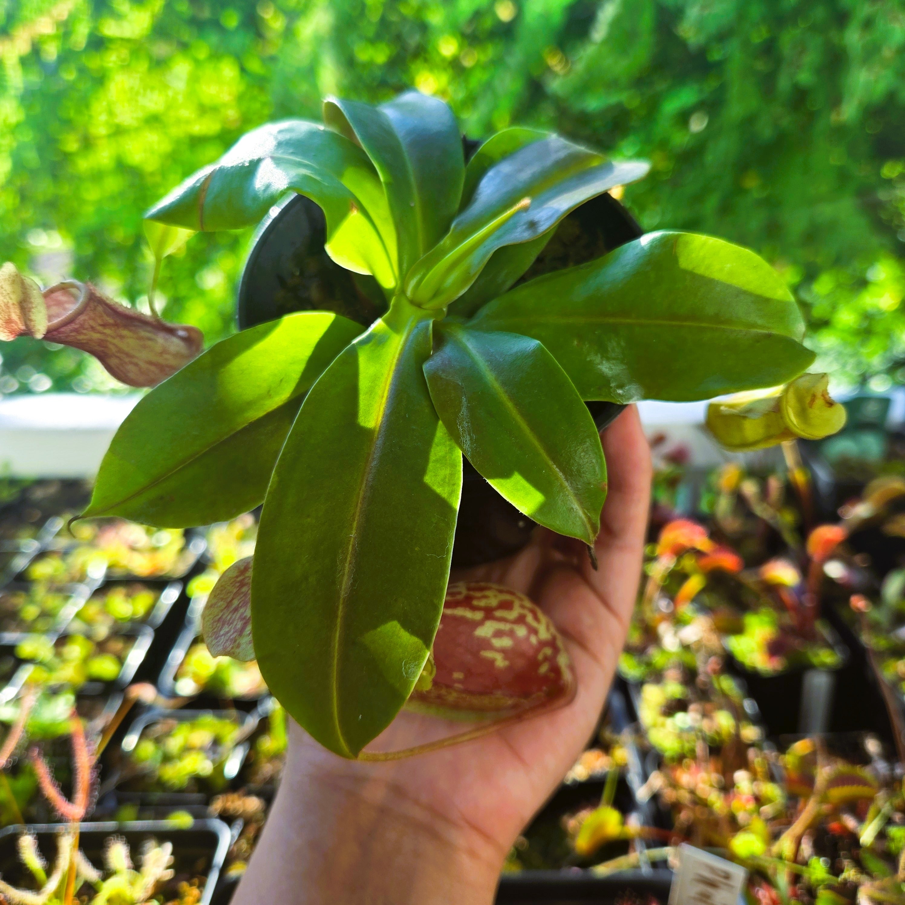 Nepenthes Gaya