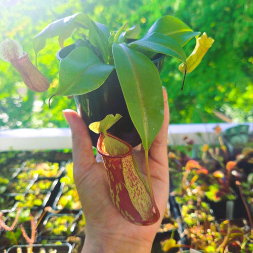 Nepenthes 'Gaya' tropical pitcher plant held up in its pot, with a red mottled pitcher