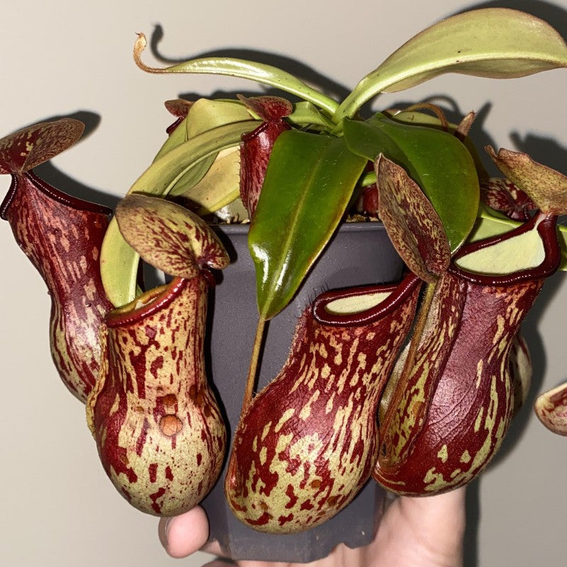 Nepenthes 'Gaya' tropical pitcher plant with several large cherry-red speckled pitchers