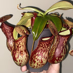 Nepenthes 'Gaya' tropical pitcher plant with several large cherry-red speckled pitchers
