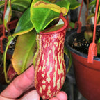 Red and cream speckled pitcher of a Nepenthes 'Gaya' tropical pitcher plant held in a hand