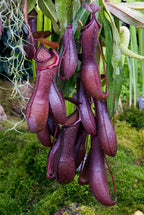 Cluster of dark purple-red Nepenthes 'Rebecca Soper' tropical pitcher plant pitchers hanging over moss