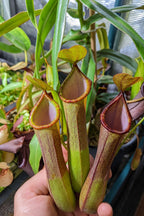 Three Nepenthes 'Rebecca Soper' tropical pitcher plant pitchers with red rims held in a hand