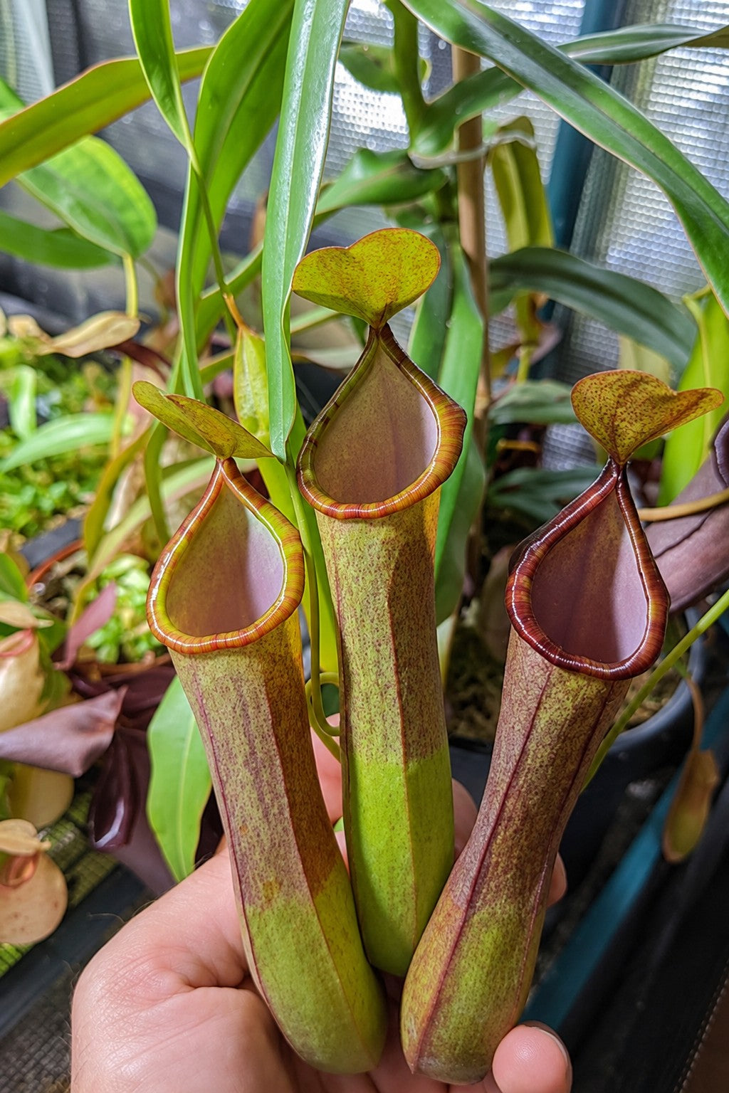 Three Nepenthes 'Rebecca Soper' tropical pitcher plant pitchers with red rims held in a hand