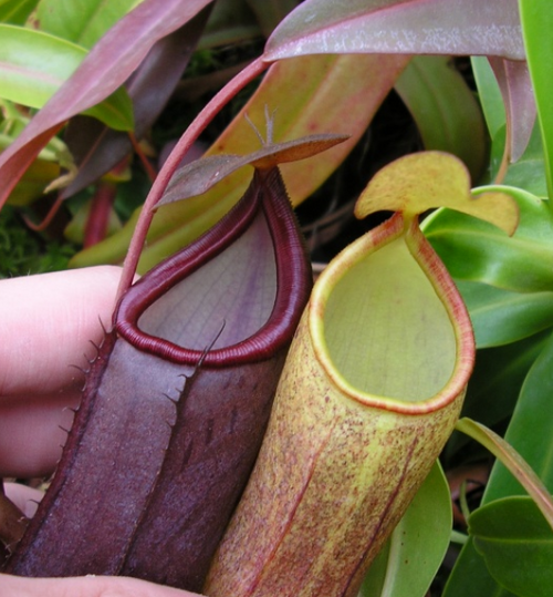 Close-up of purple and green Nepenthes 'Rebecca Soper' tropical pitcher plant pitchers