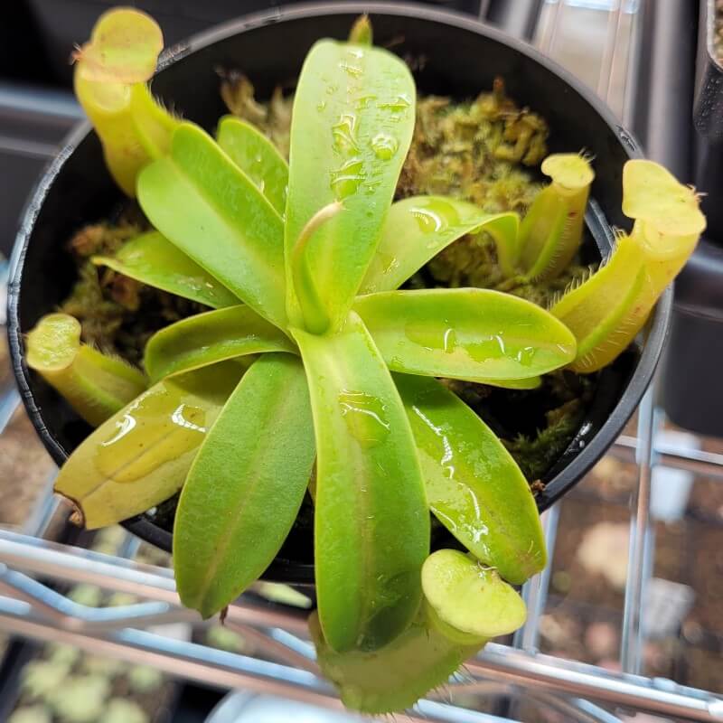 Nepenthes sanguinea