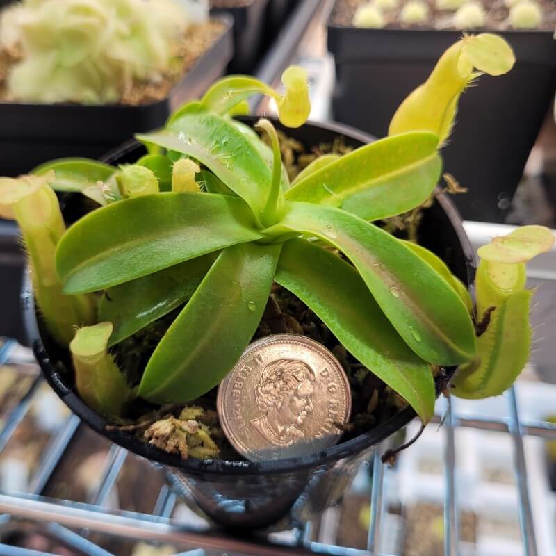 Nepenthes sanguinea