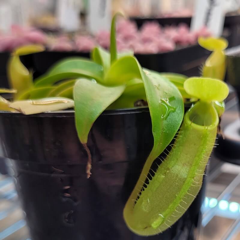Green pitcher with a toothed rim on a young Nepenthes sanguinea tropical pitcher plant