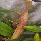 Orange-red Nepenthes sanguinea tropical pitcher plant pitcher with a spotted inner wall