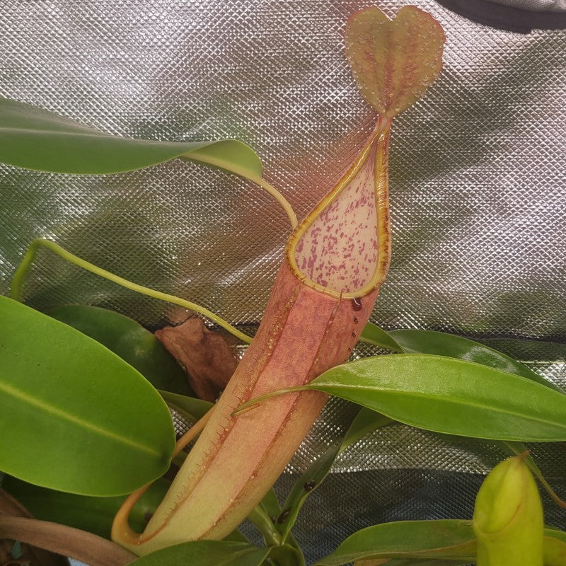 Orange-red Nepenthes sanguinea tropical pitcher plant pitcher with a spotted inner wall
