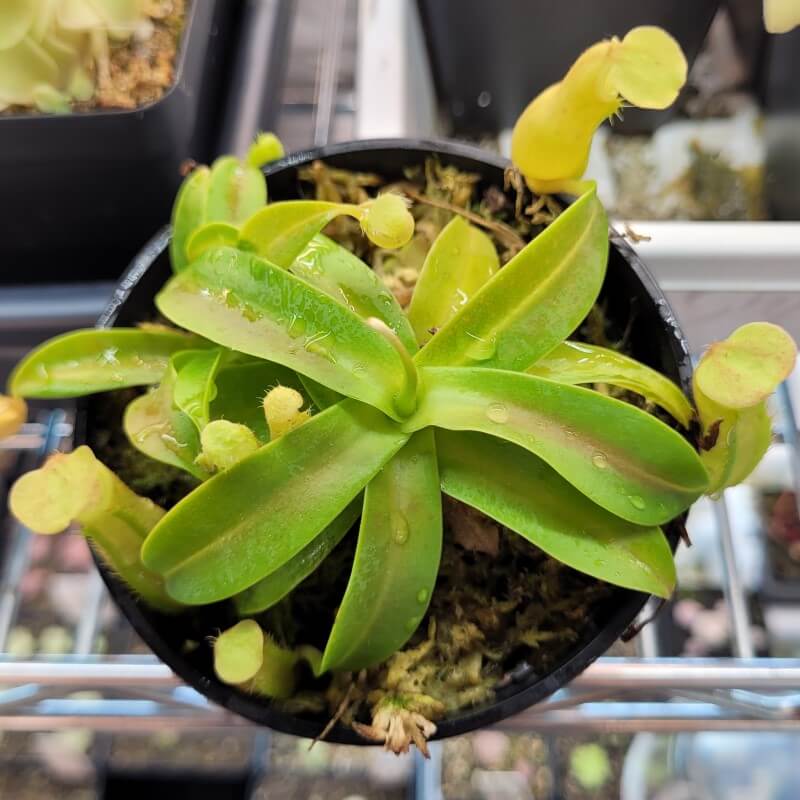 Nepenthes sanguinea tropical pitcher plant in a pot, seen from above with yellow-green pitchers