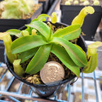 Potted Nepenthes sanguinea tropical pitcher plant with a coin for scale