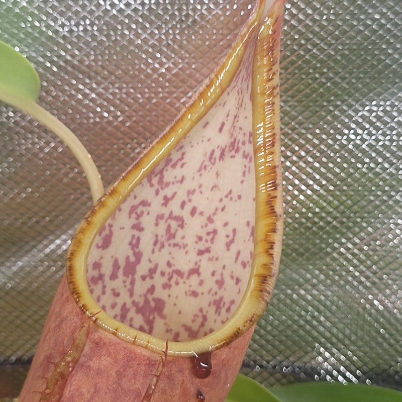 Speckled interior of a Nepenthes sanguinea tropical pitcher plant pitcher