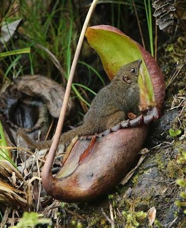 Tree shrew toilet: A tree shrew feeding from the lid of N. lowii.