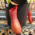 Tubby red pitcher of a Nepenthes ventricosa tropical pitcher plant hanging beside its pot