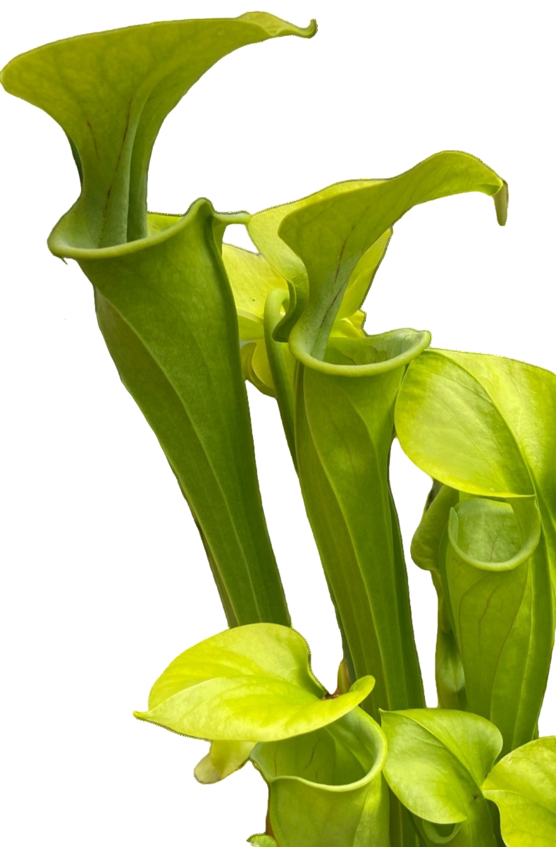 Cluster of bright green Sarracenia oreophila 'Sand Mountain' pitcher plant pitchers