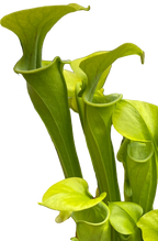 Cluster of bright green Sarracenia oreophila 'Sand Mountain' pitcher plant pitchers