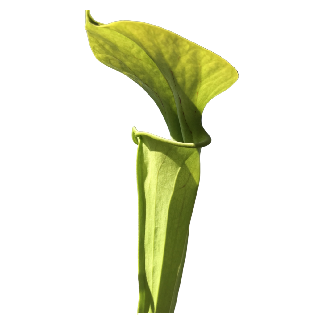 Lime-green pitcher of a Sarracenia oreophila 'Sand Mountain' pitcher plant on a black background