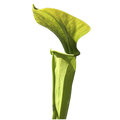 Lime-green pitcher of a Sarracenia oreophila 'Sand Mountain' pitcher plant on a black background