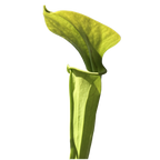 Lime-green pitcher of a Sarracenia oreophila 'Sand Mountain' pitcher plant on a black background