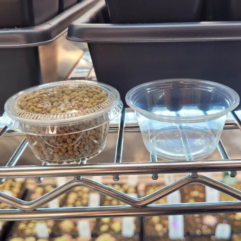 Measured portion of Osmocote Plus pellets in a clear container on a greenhouse shelf