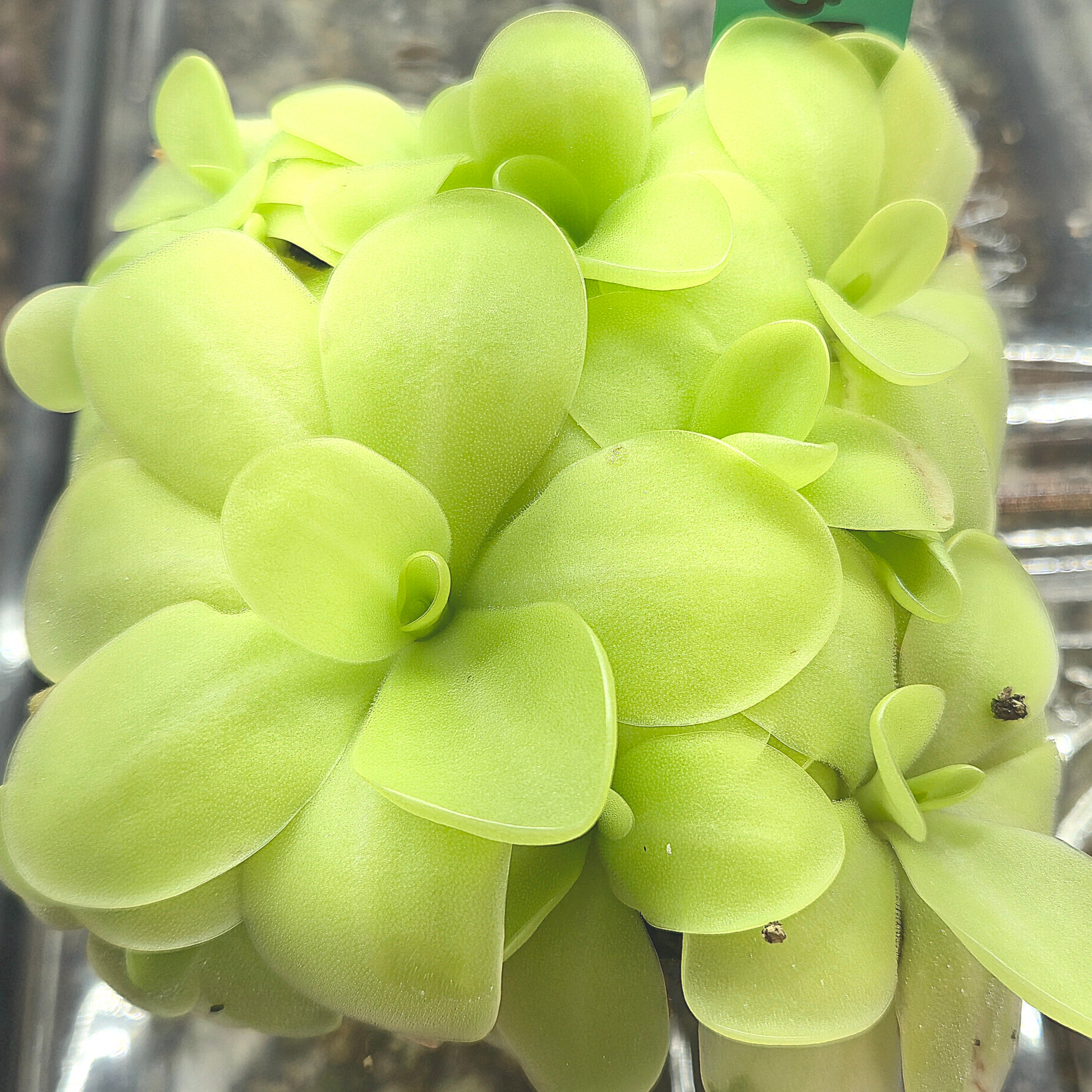 Pinguicula 'Bugbane'