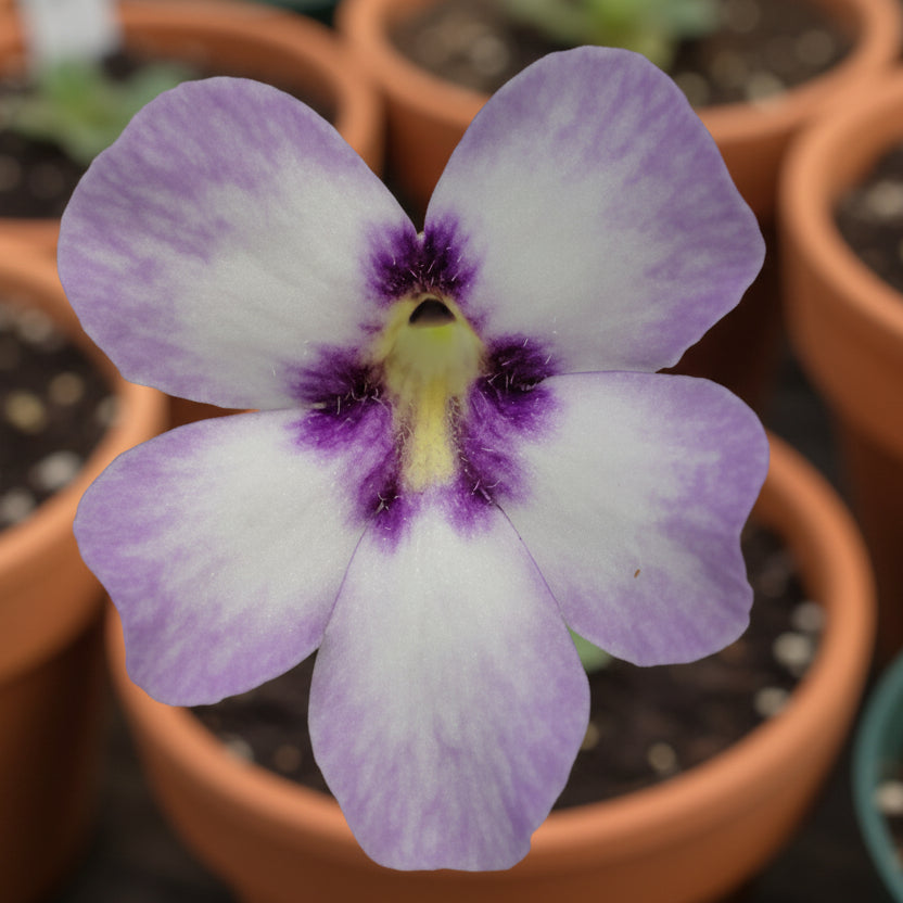 Pinguicula 'Bugbane'