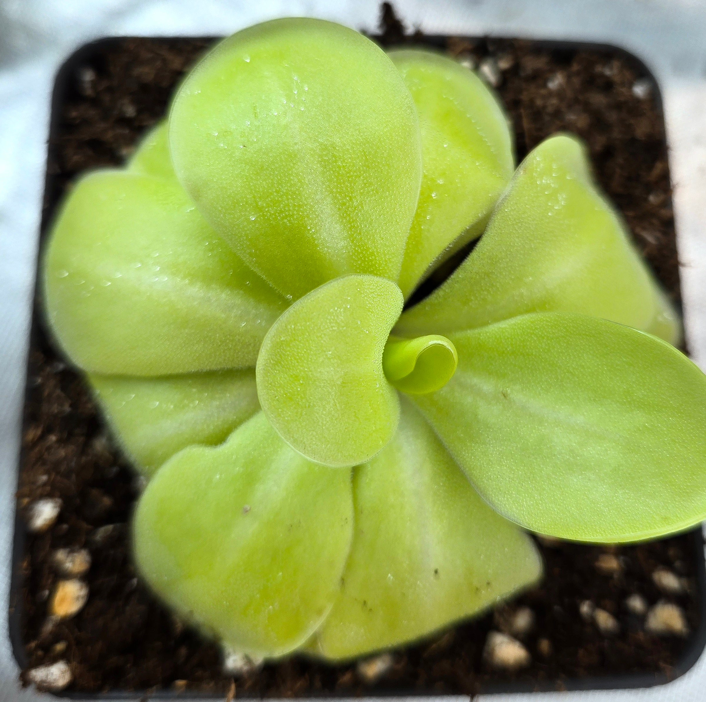 Pinguicula 'Bugbane'