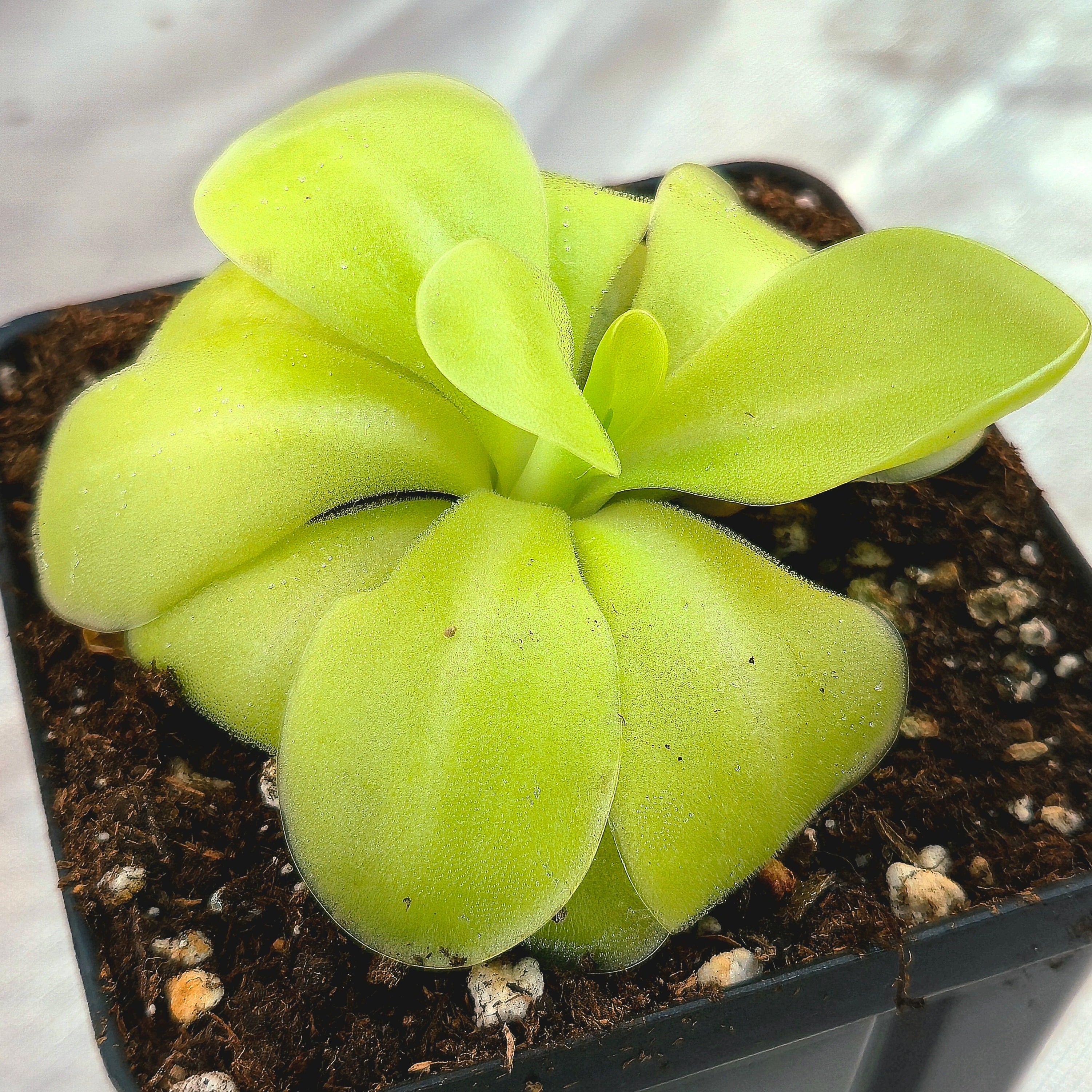 Pinguicula 'Bugbane'