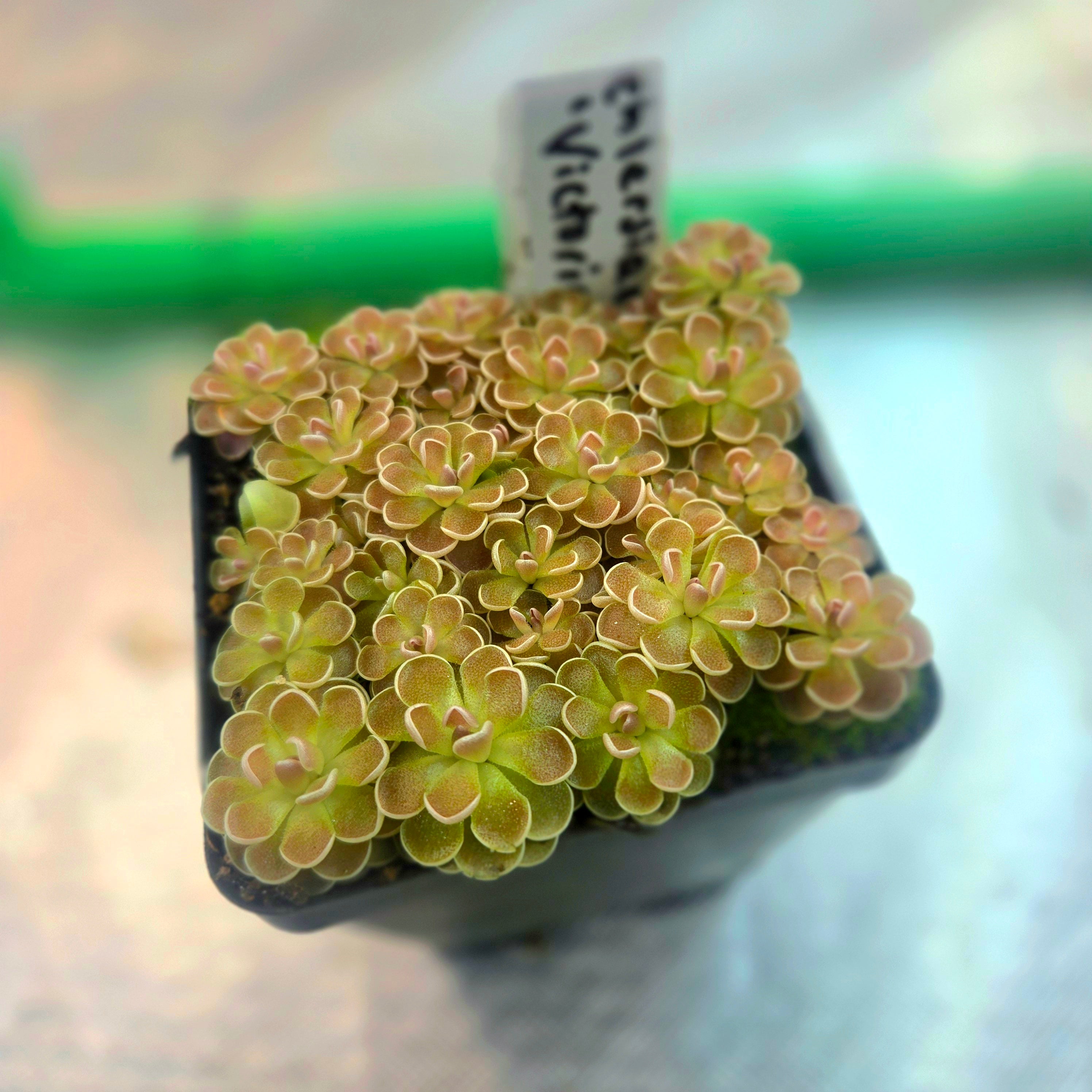 Pinguicula ehlersiae 'Victoria'