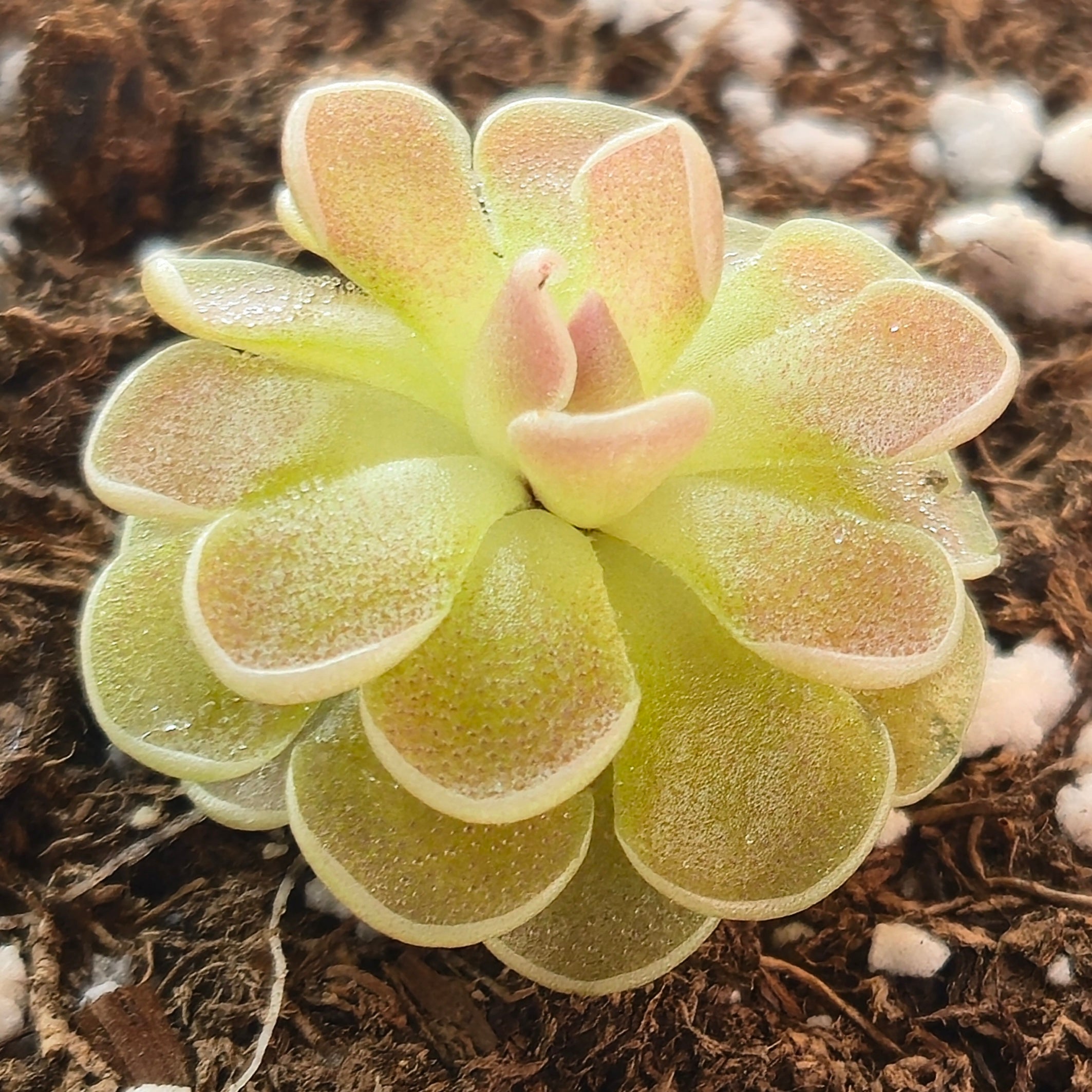 Pinguicula ehlersiae 'Victoria'