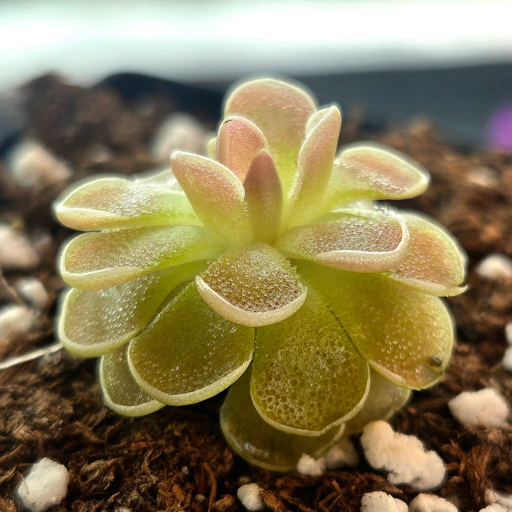 Pinguicula ehlersiae 'Victoria'