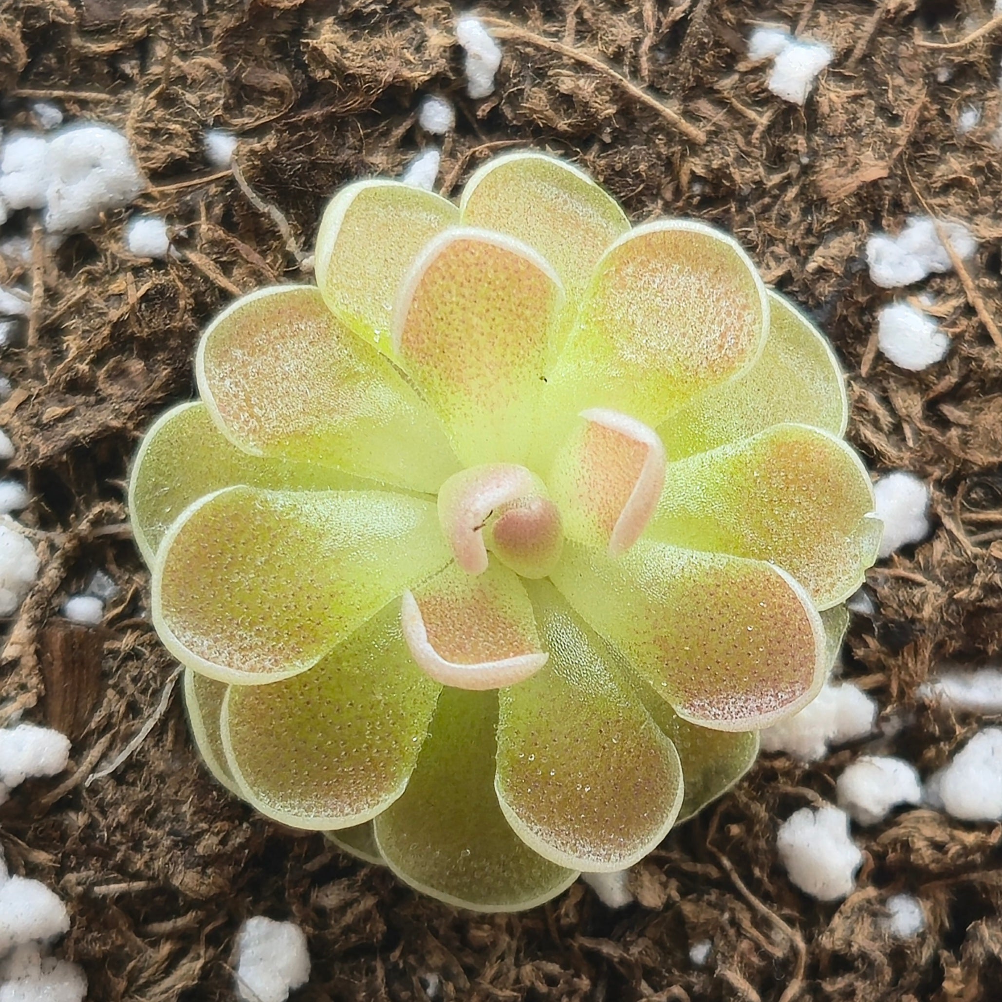 Pinguicula ehlersiae 'Victoria'