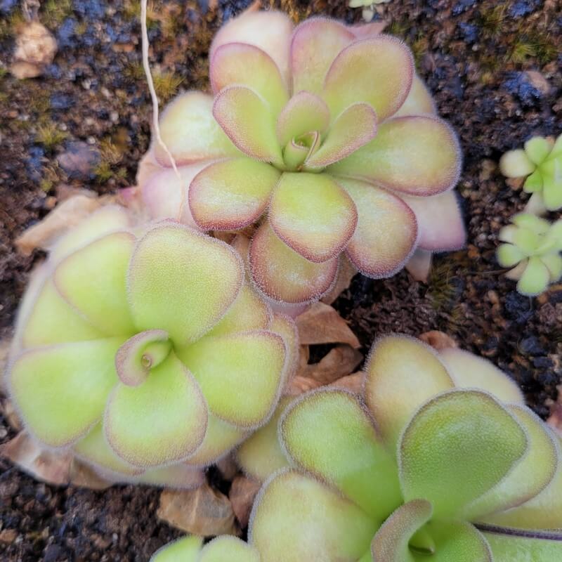 Pinguicula agnata 'El Lobo'