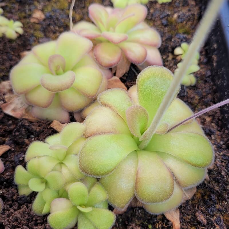 Pinguicula agnata 'El Lobo'