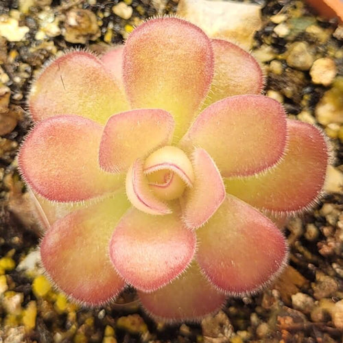 Pinguicula agnata 'El Lobo' butterwort seen from above, rounded leaves blushing light red