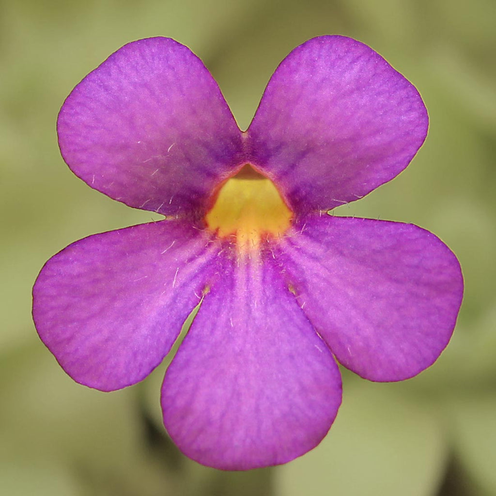 Purple flower with a yellow throat on a Pinguicula agnata x cyclosecta butterwort