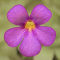 Purple flower with a yellow throat on a Pinguicula agnata x cyclosecta butterwort