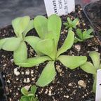 Pinguicula agnata x cyclosecta butterwort in a labelled nursery pot