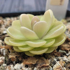 Side view of a Pinguicula agnata x ehlersiae butterwort growing in gritty mix