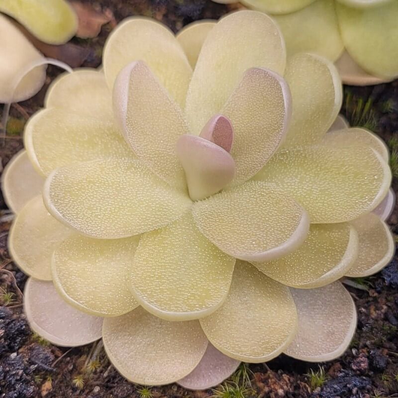 Pinguicula agnata x ehlersiae