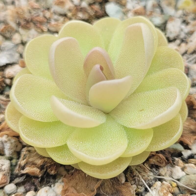 Pinguicula agnata x ehlersiae