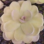 Pinguicula agnata x ehlersiae butterwort with cream-yellow leaves and a pink-tinged centre