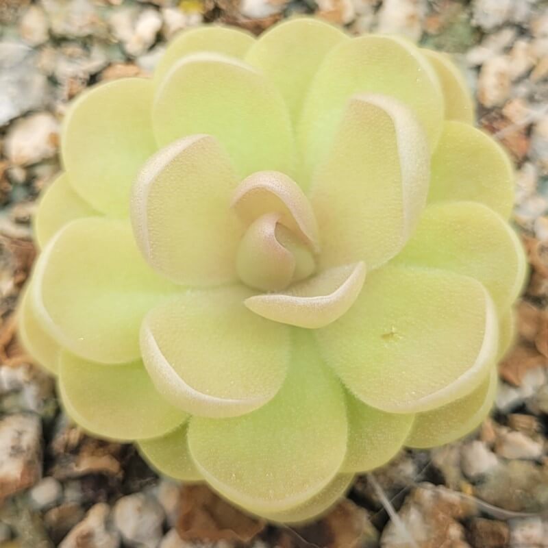 Pinguicula agnata x ehlersiae butterwort seen from above with yellow-green leaves