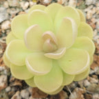 Pinguicula agnata x ehlersiae butterwort seen from above with yellow-green leaves